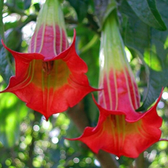 Brugmansia sanguinea / Brugmansia lutea / Datura sanguinea - Red Angel's Trumpet, Red Brugmansia, Red Datura Tree, Red Angel Trumpet Tree, Scarlet Angels - Image 2