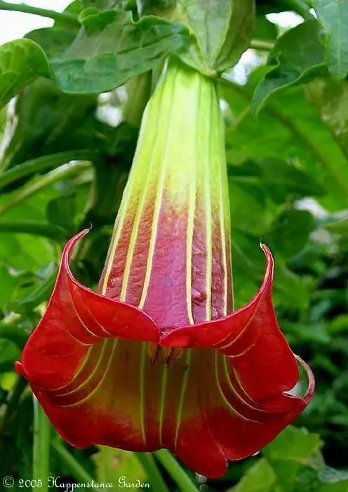 Brugmansia sanguinea / Brugmansia lutea / Datura sanguinea - Red Angel's Trumpet, Red Brugmansia, Red Datura Tree, Red Angel Trumpet Tree, Scarlet Angels - Image 3