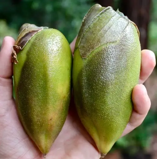 Brugmansia sanguinea / Brugmansia lutea / Datura sanguinea - Red Angel's Trumpet, Red Brugmansia, Red Datura Tree, Red Angel Trumpet Tree, Scarlet Angels - Image 6