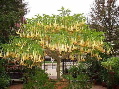 Brugmansia aurea / Datura aurea / Brugmansia affinis / Datura affinis - Golden Angel's Trumpet, Datura Sanguinea Golden - Image 8