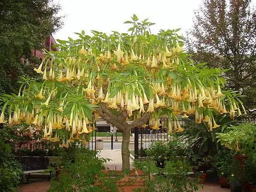 Brugmansia aurea / Datura aurea / Brugmansia affinis / Datura affinis - Golden Angel's Trumpet, Datura Sanguinea Golden - Image 7