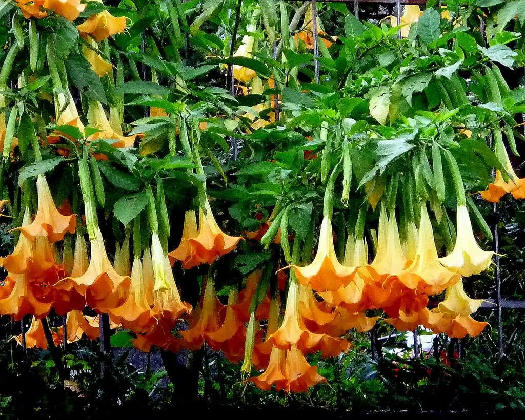 Brugmansia aurea / Datura aurea / Brugmansia affinis / Datura affinis - Golden Angel's Trumpet, Datura Sanguinea Golden - Image 9