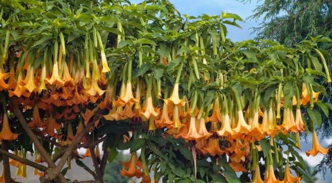Brugmansia aurea / Datura aurea / Brugmansia affinis / Datura affinis - Golden Angel's Trumpet, Datura Sanguinea Golden - Image 10