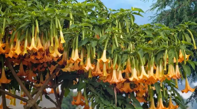 Brugmansia aurea / Datura aurea / Brugmansia affinis / Datura affinis - Golden Angel's Trumpet, Datura Sanguinea Golden - Image 10
