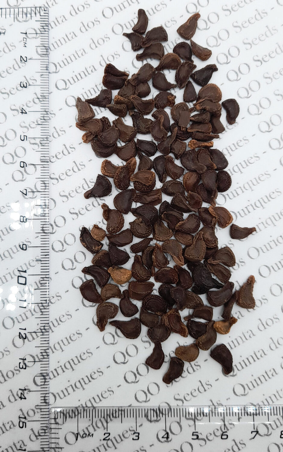 Brugmansia sanguinea / Brugmansia lutea / Datura sanguinea - Red Angel's Trumpet, Red Brugmansia, Red Datura Tree, Red Angel Trumpet Tree, Scarlet Angels - Image 7