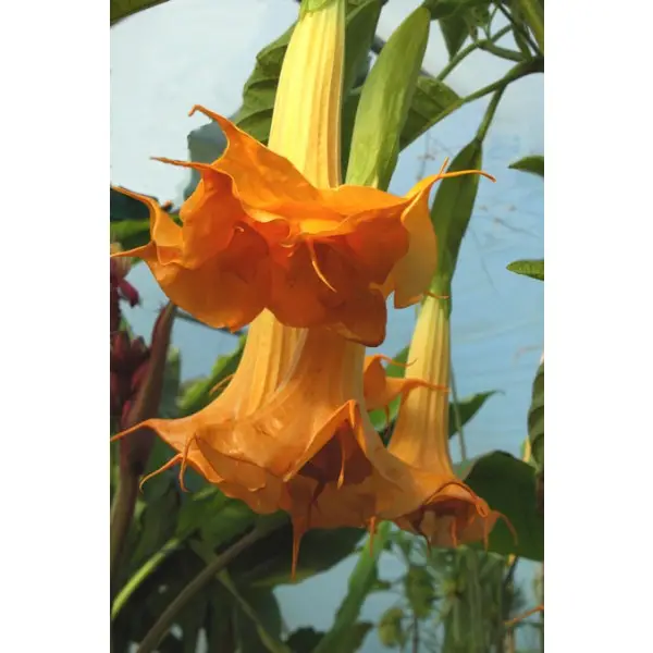 Brugmansia suaveolens var. orange - Angel's Trumpet Orange - Image 2