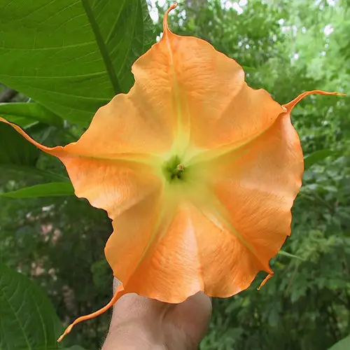 Brugmansia suaveolens var. orange - Angel's Trumpet Orange - Image 3