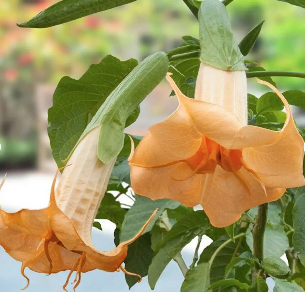Brugmansia suaveolens var. orange - Angel's Trumpet Orange - Image 4