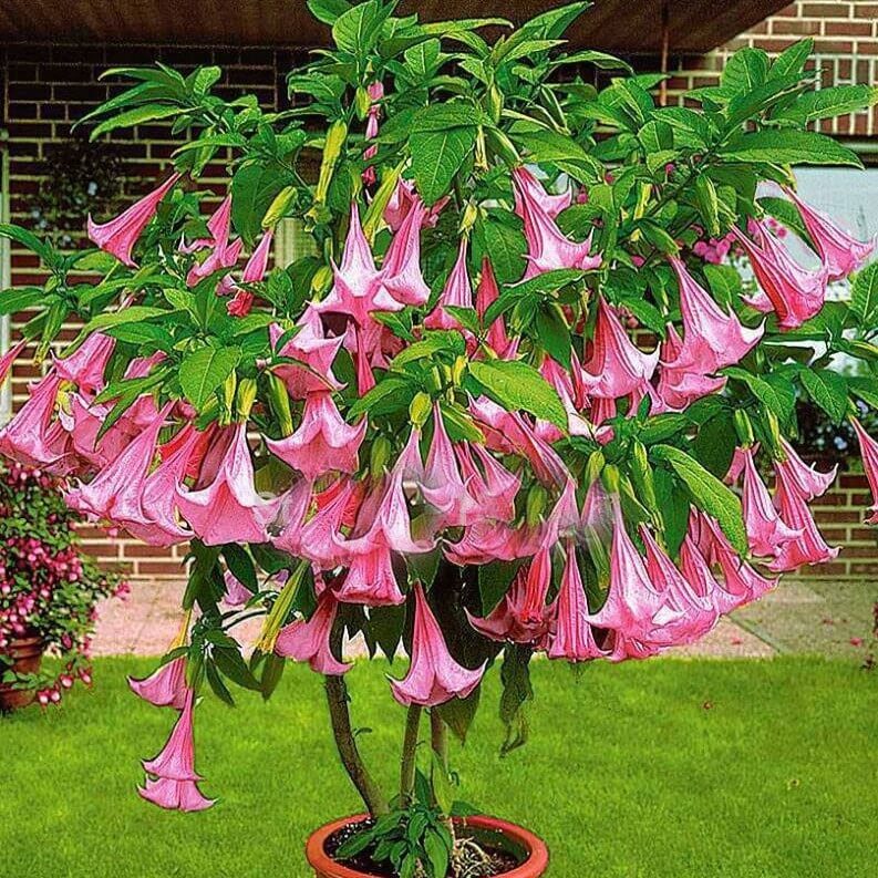 thumbnail image 2 of Brugmansia Suaveolens Orange Angel Trumpet - 10 Seeds 2 of 5