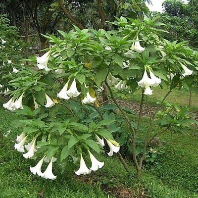 Brugmansia suaveolens var. white - White Angel’s Trumpet