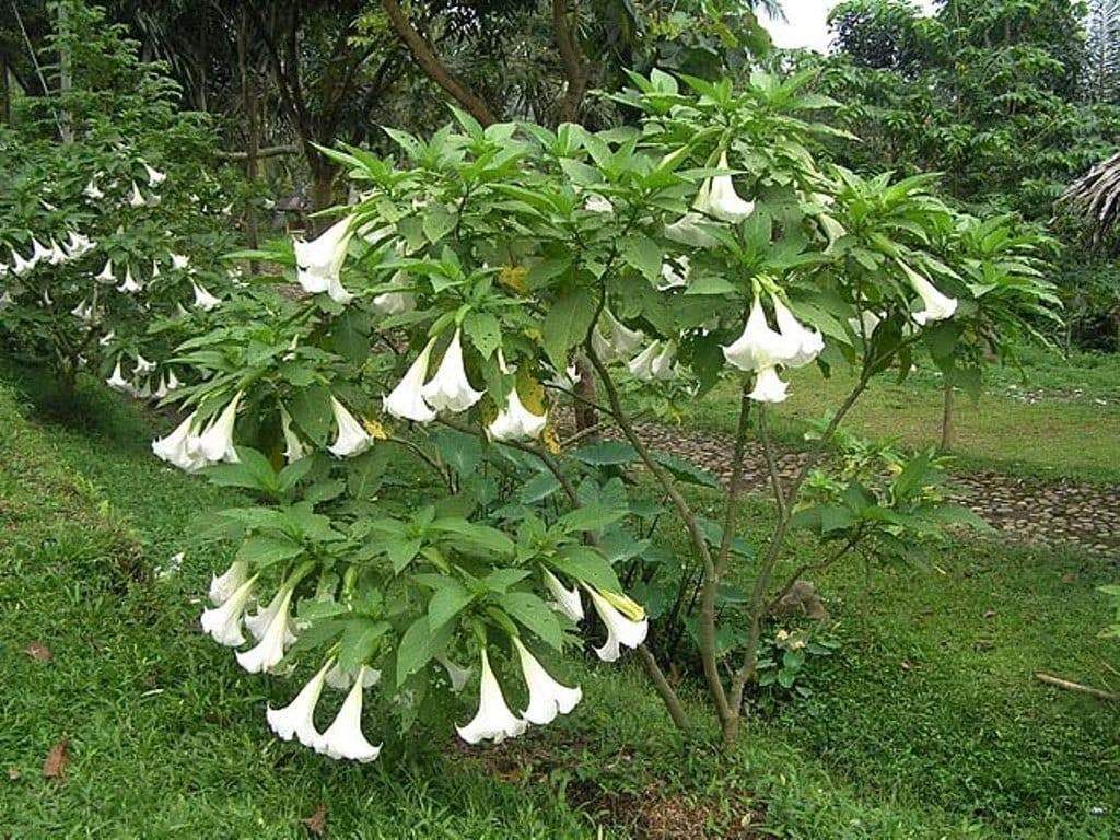 Brugmansia suaveolens var. white - White Angel’s Trumpet