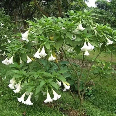 Brugmansia suaveolens var. white - White Angel’s Trumpet