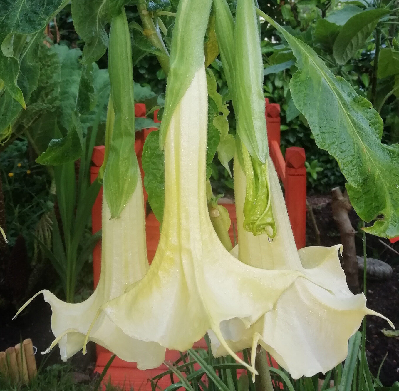 Brugmansia suaveolens var. white - White Angel’s Trumpet - Image 2