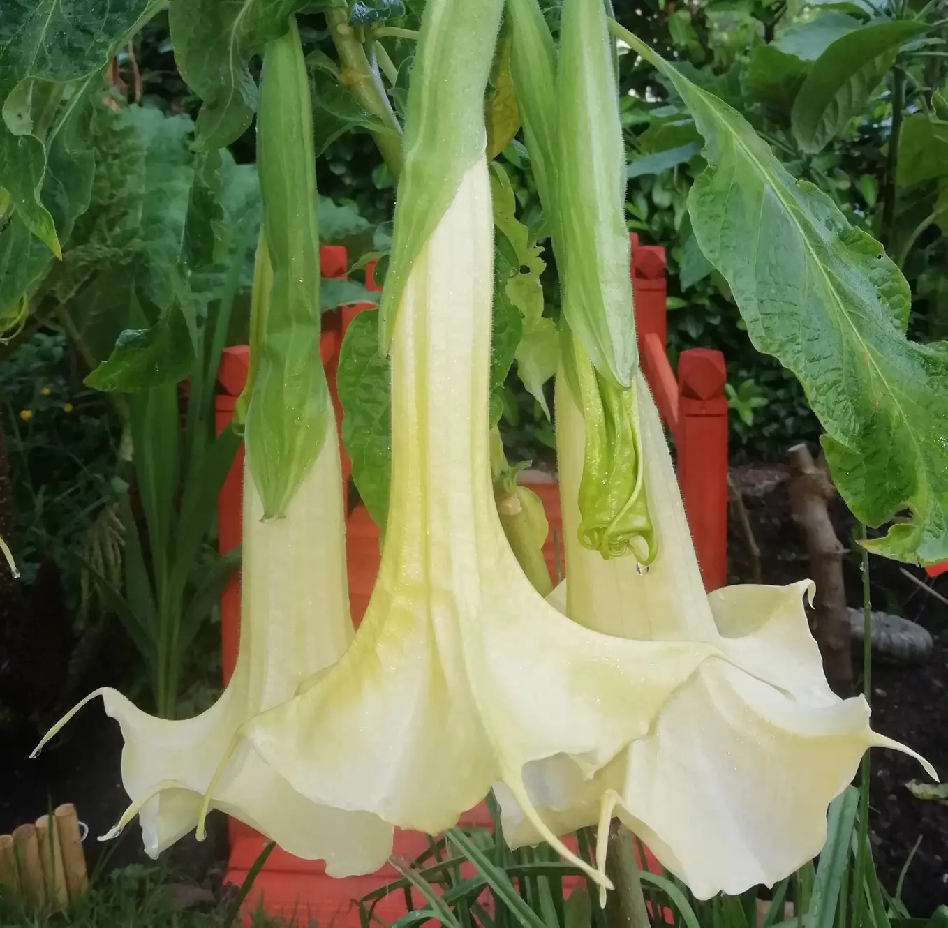 Brugmansia suaveolens var. white - White Angel’s Trumpet - Image 2