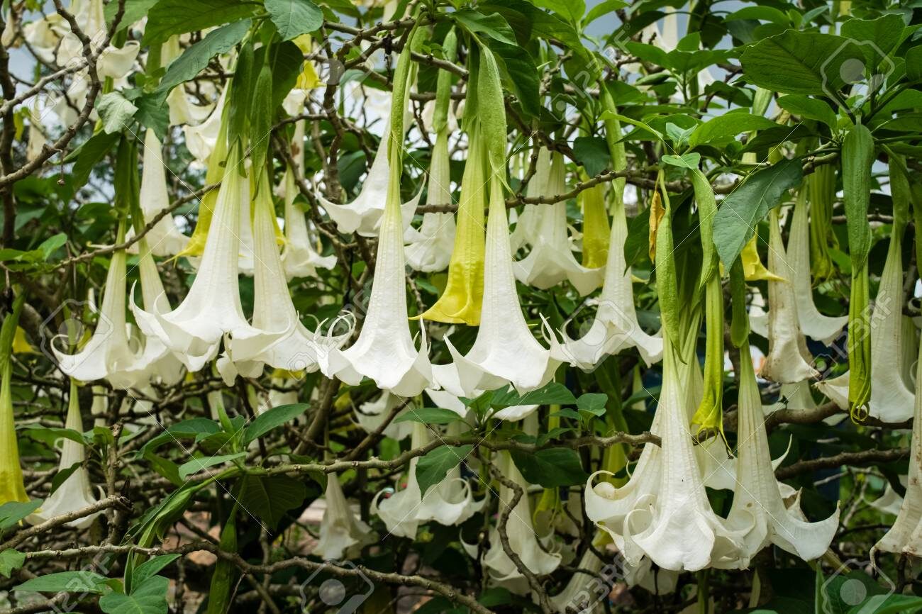 Brugmansia suaveolens var. white - White Angel’s Trumpet - Image 3
