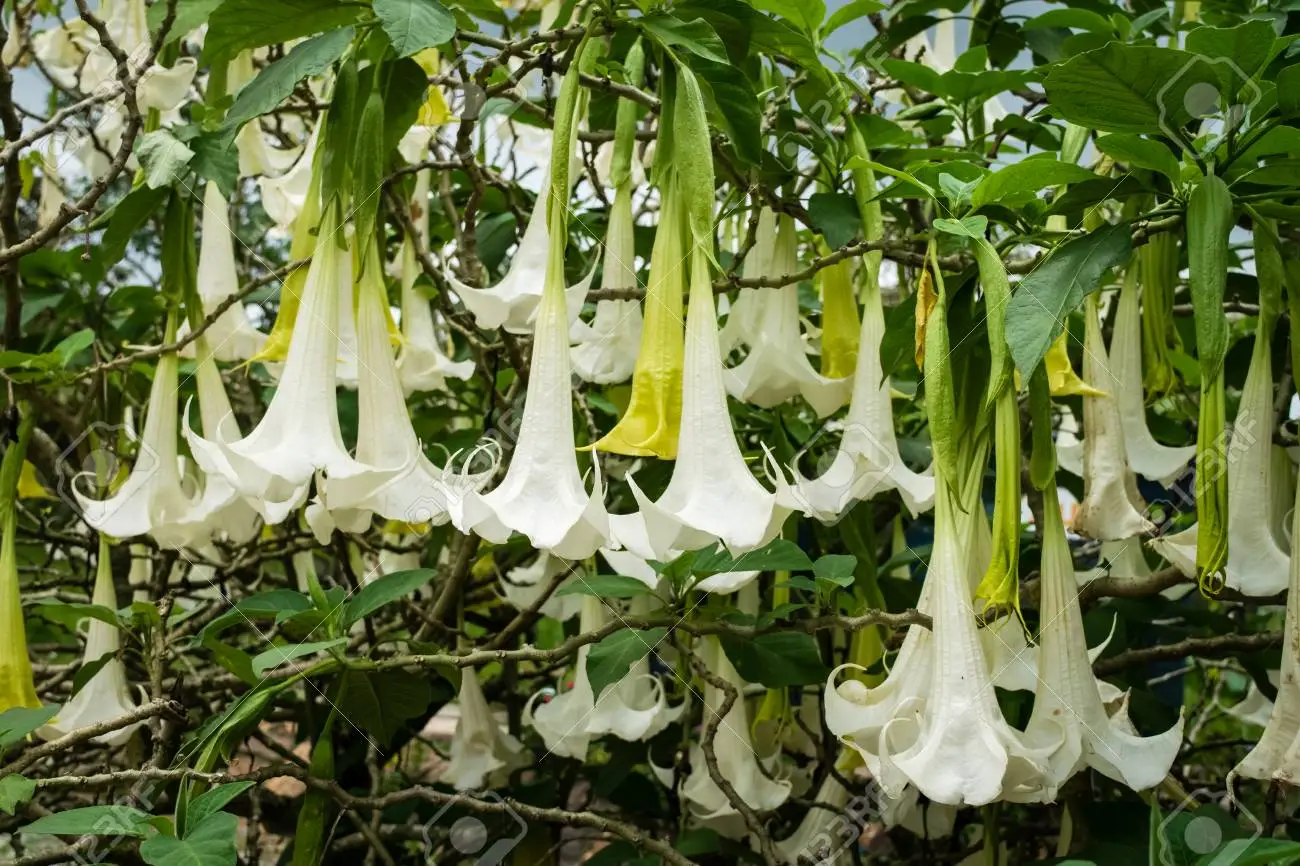Brugmansia suaveolens var. white - White Angel’s Trumpet - Image 3