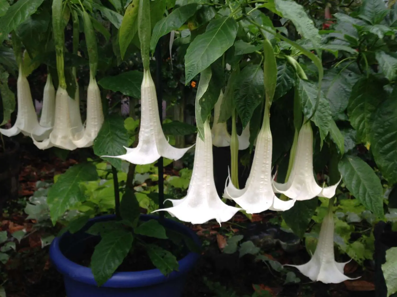 Brugmansia suaveolens var. white - White Angel’s Trumpet - Image 4