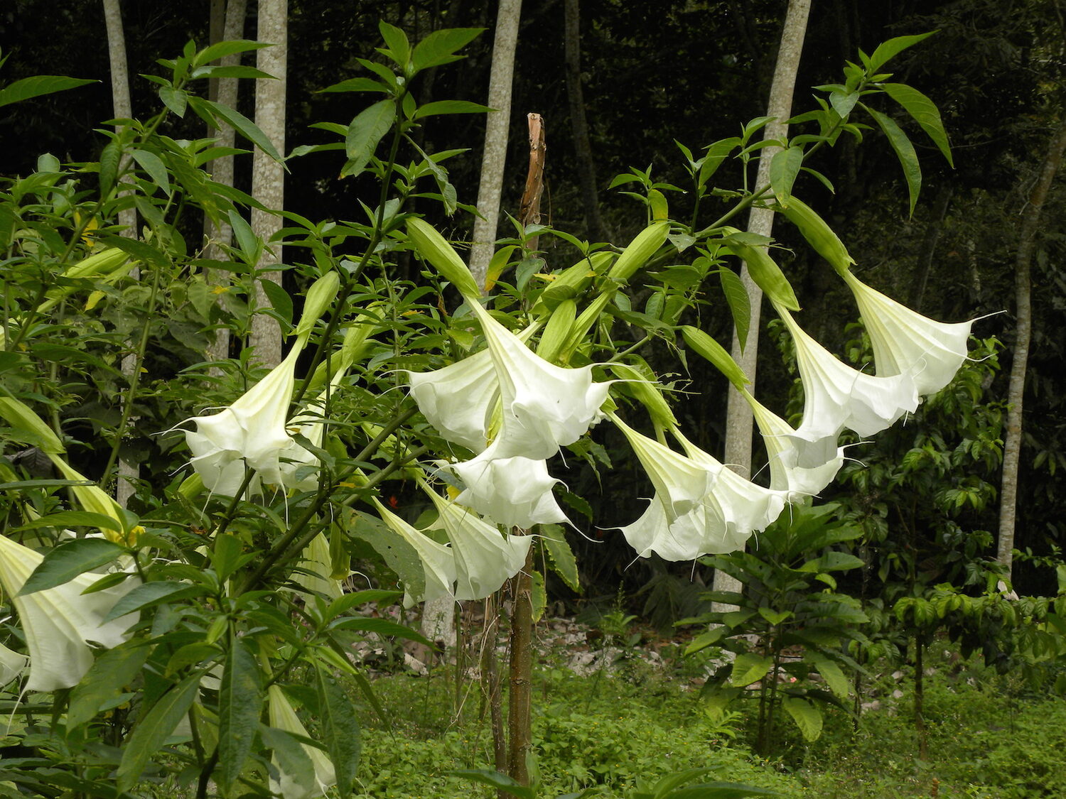 Brugmansia suaveolens var. white - White Angel’s Trumpet - Image 5