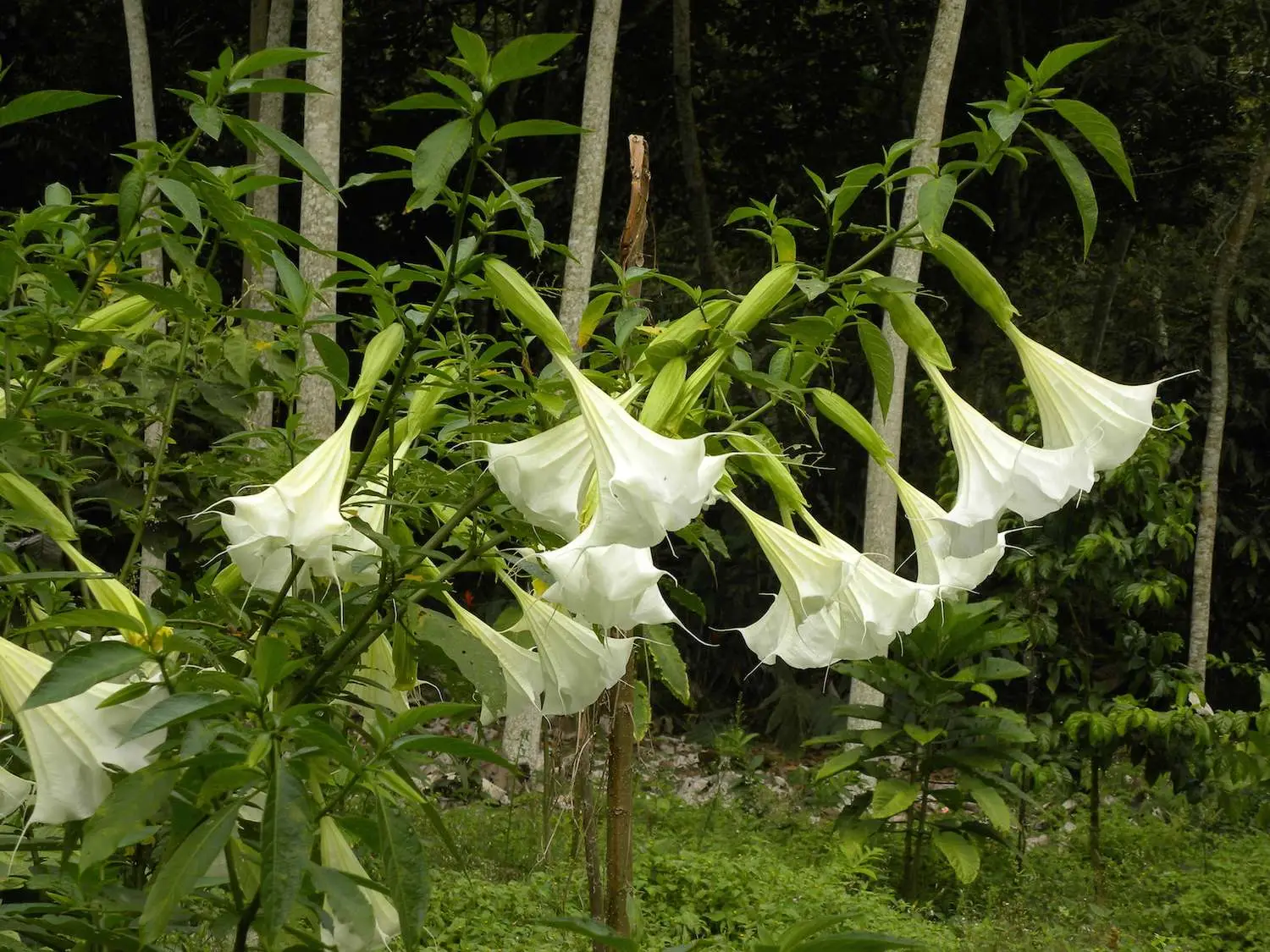 Brugmansia suaveolens var. white - White Angel’s Trumpet - Image 5