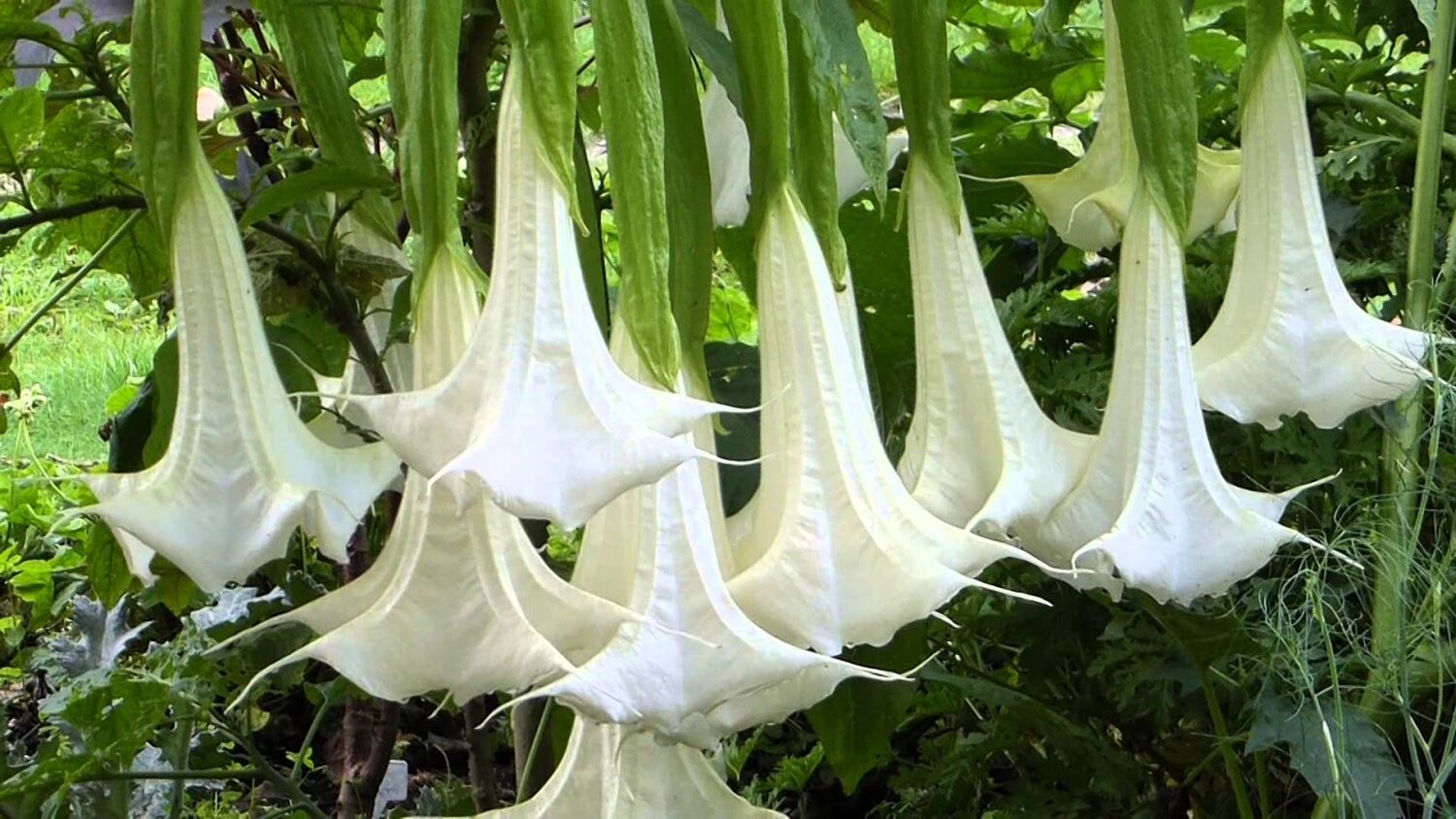 Brugmansia suaveolens var. white - White Angel’s Trumpet - Image 6