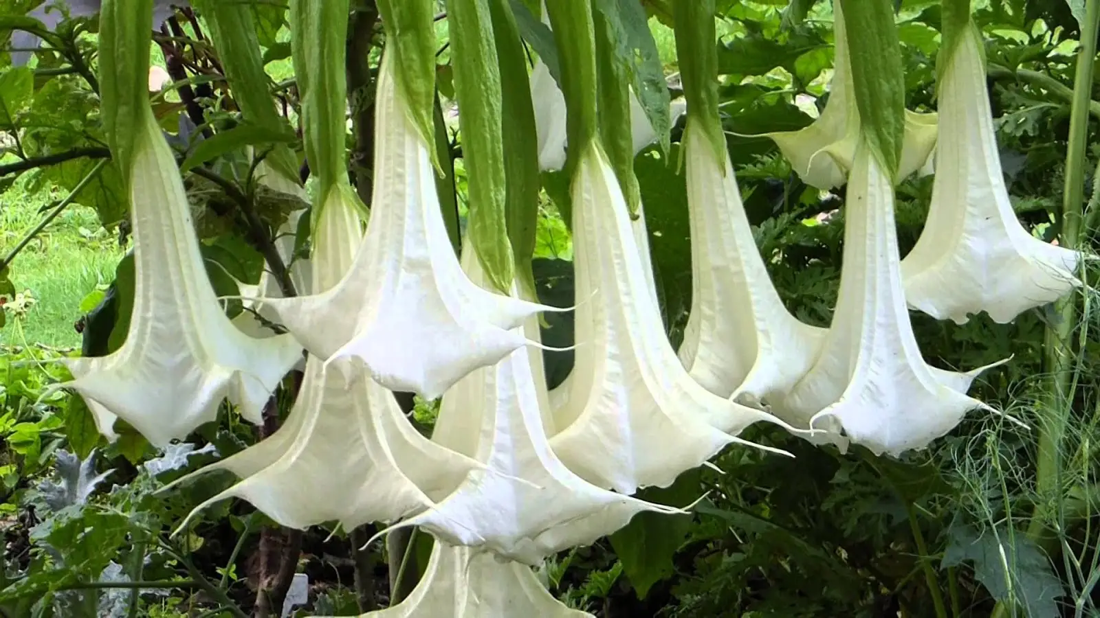 Brugmansia suaveolens var. white - White Angel’s Trumpet - Image 6