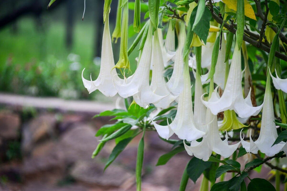 Brugmansia suaveolens var. white - White Angel’s Trumpet - Image 7