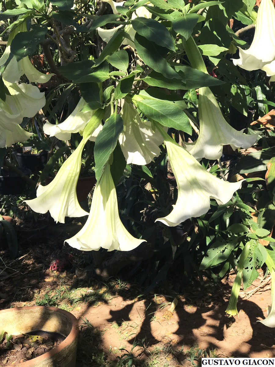 Brugmansia suaveolens var. white - White Angel’s Trumpet - Image 8
