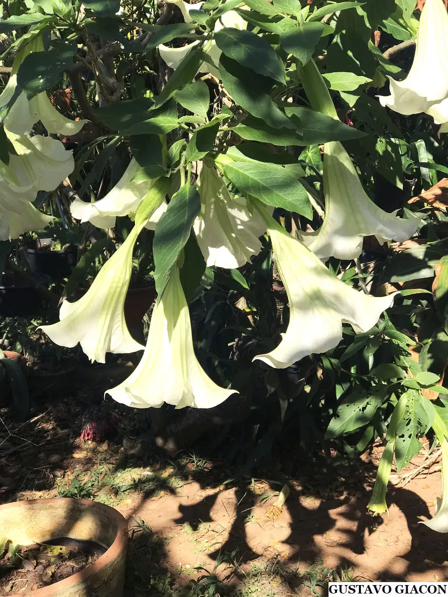 Brugmansia suaveolens var. white - White Angel’s Trumpet - Image 8