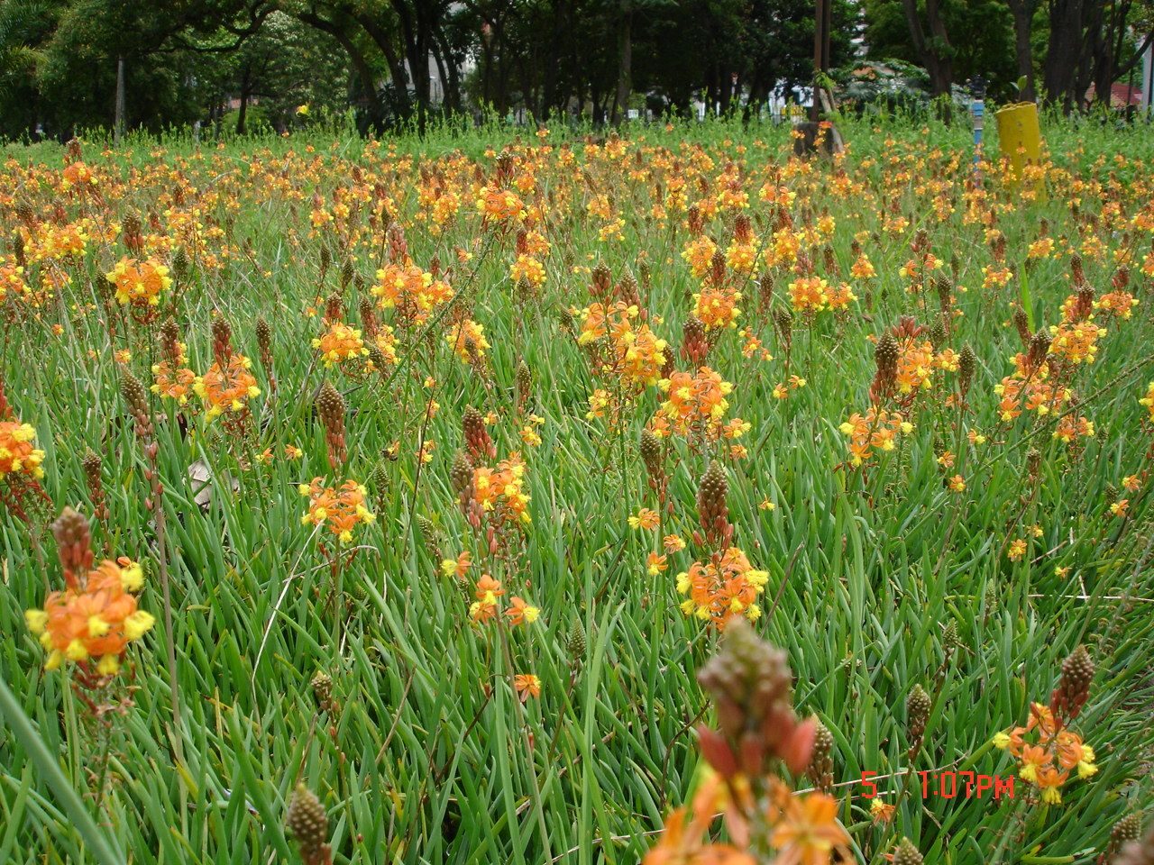 Bulbine frutescens - - Image 2
