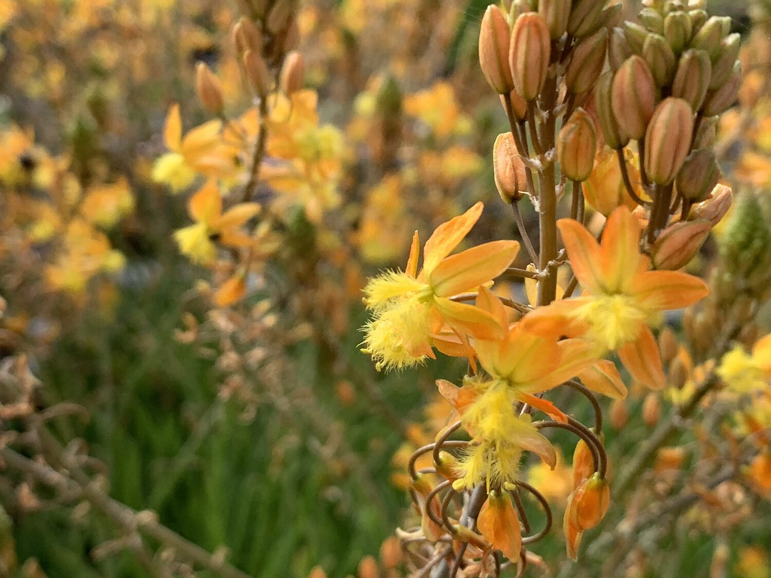 Bulbine frutescens - - Image 3