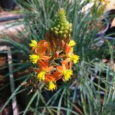 Bulbine frutescens - - Image 6