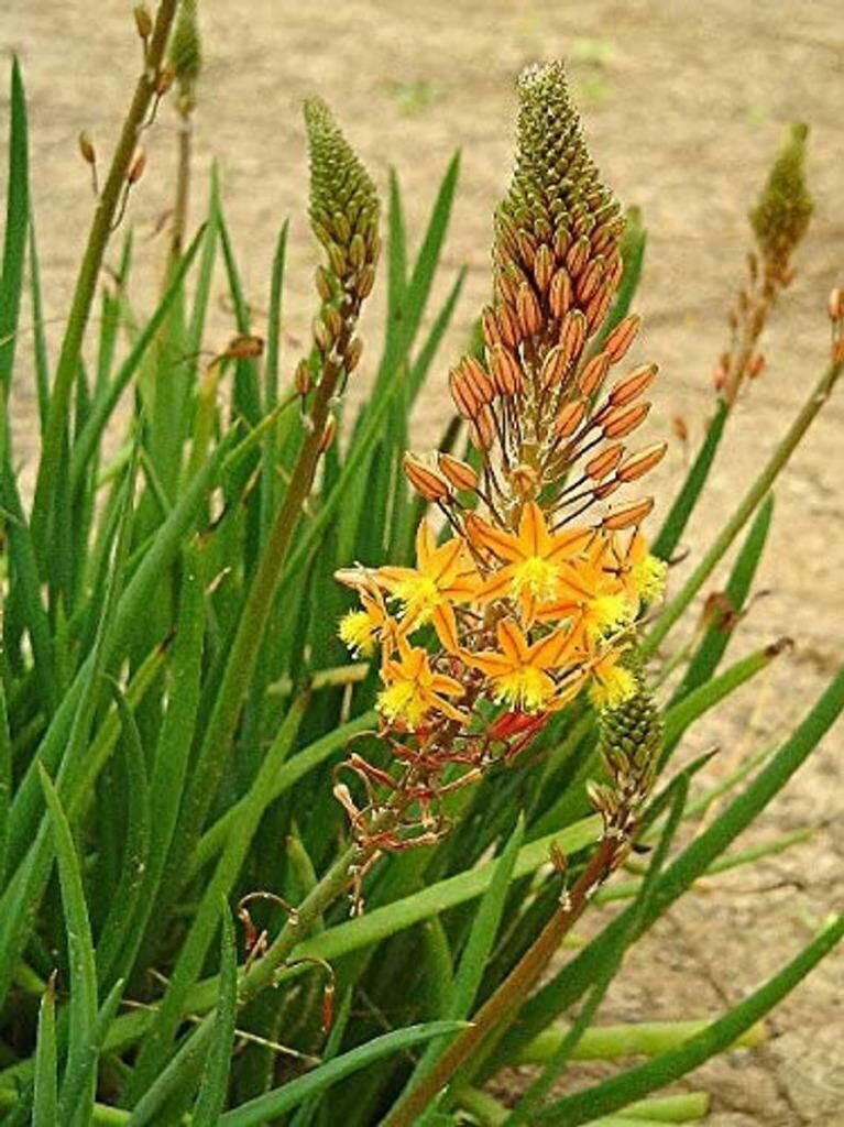 Bulbine frutescens - - Image 7