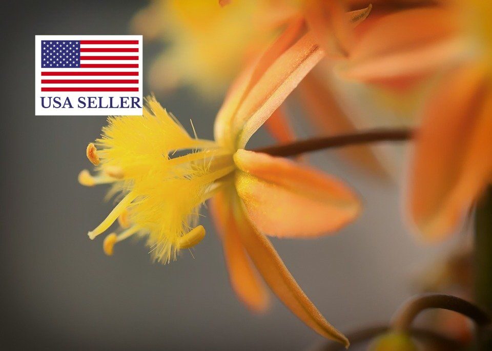 Bulbine frutescens - - Image 8