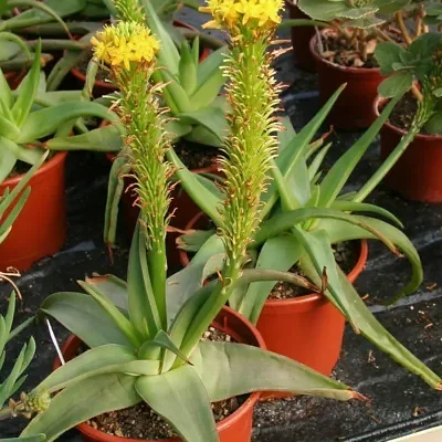 Bulbine natalensis - Natal Red Root