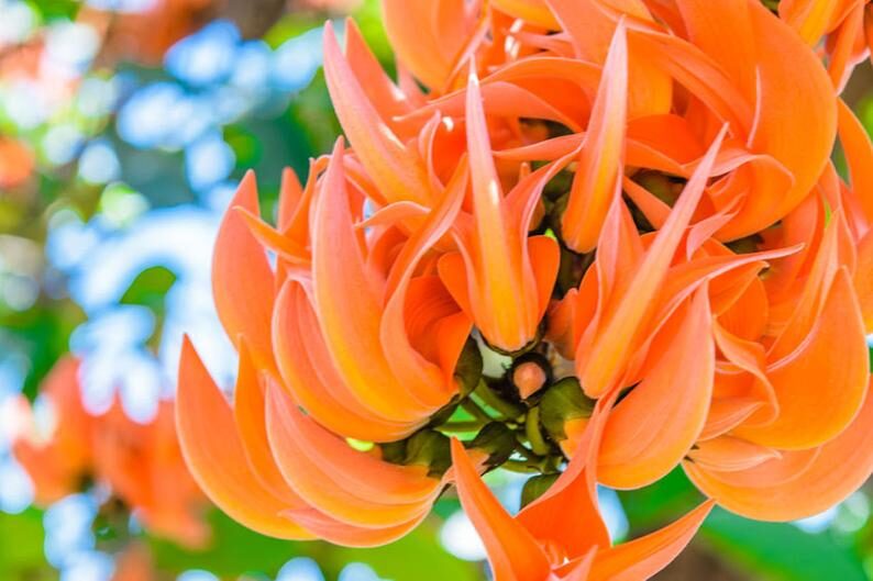 Butea monosperma - Flame of the Forest, Parrot Tree