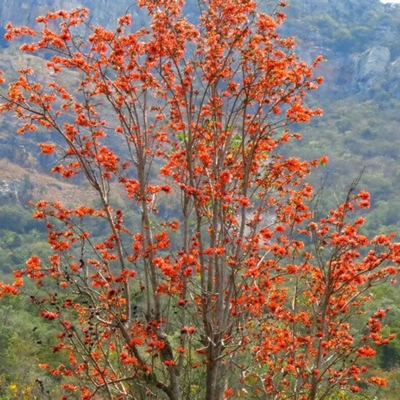 Butea monosperma - Flame of the Forest, Parrot Tree - Image 5