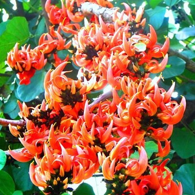 Butea superba - Butea superba