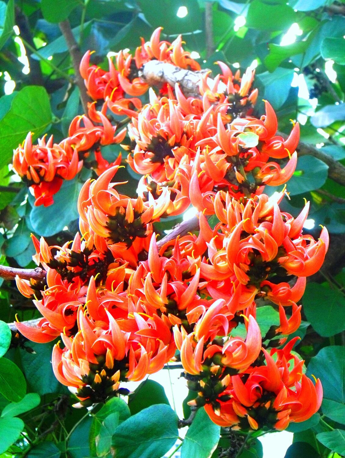 Butea superba - Butea superba