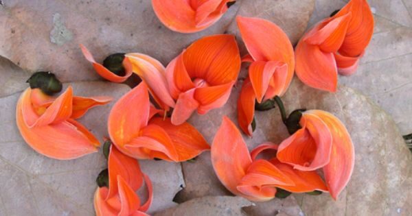 Butea superba - Butea superba - Image 2