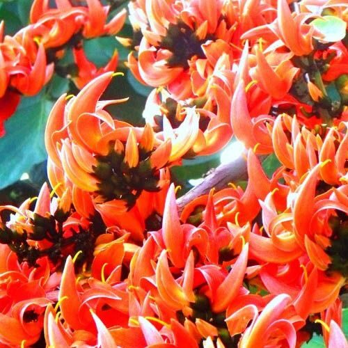 Butea superba - Butea superba - Image 3