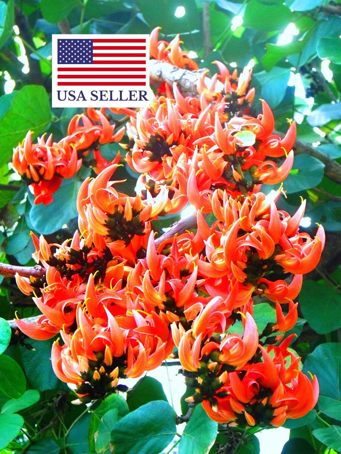 Butea superba - Butea superba - Image 4