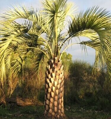Butia odorata - Southern Jelly Palm, Pindo Palm