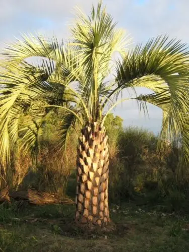Butia odorata - Southern Jelly Palm, Pindo Palm