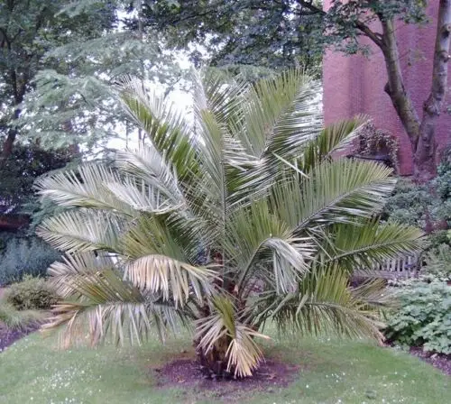 Butia odorata - Southern Jelly Palm, Pindo Palm - Image 2