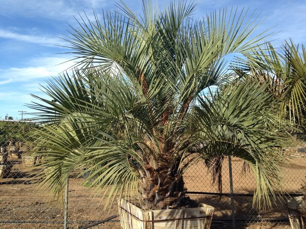 Butia odorata - Southern Jelly Palm, Pindo Palm - Image 3