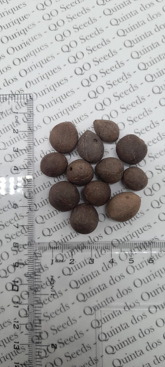 Butia odorata - Southern Jelly Palm, Pindo Palm - Image 4