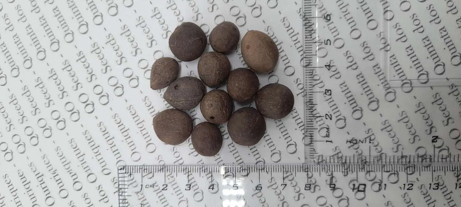 Butia odorata - Southern Jelly Palm, Pindo Palm - Image 4