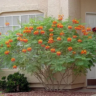 Caesalpinia pulcherrima var. red - Red Dwarf Poinciana, Pride of Barbados, Bird of Paradise, Peacock Flower