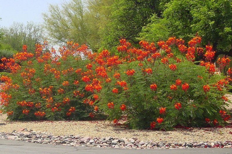 Caesalpinia pulcherrima var. red - Red Dwarf Poinciana, Pride of Barbados, Bird of Paradise, Peacock Flower - Image 2