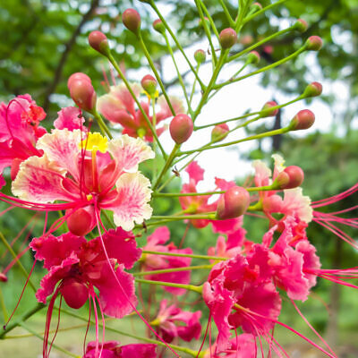 Caesalpinia pulcherrima var. pink - Pink Dwarf Poinciana, Pride of Barbados, Bird of Paradise, Peacock Flower